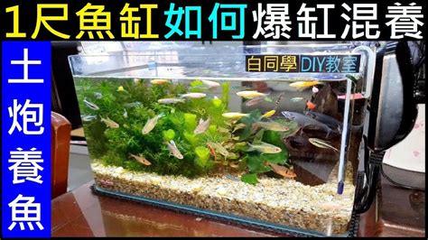 一尺魚缸養多少魚|養魚招財：最佳魚隻數量